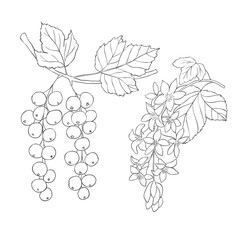 Obraz premium Line Art Currants. Elements of Fruits and Flowers. Vector Illustration on white Background.