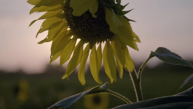 Close-Up of a Sunflower At Sunset