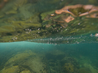 fish swimming in the water