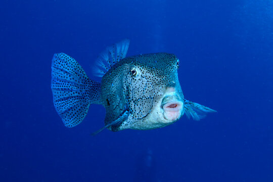Pez cofre amarillo en el Mar Rojo