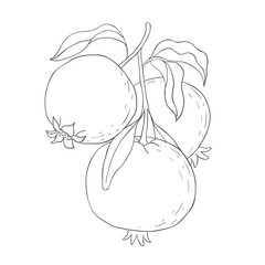 Line Art Garnet Branch. Vector Illustration on white Background.
