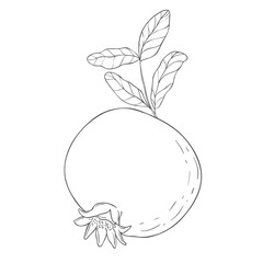 Line Art Garnet Fruit. Vector Illustration on white Background.