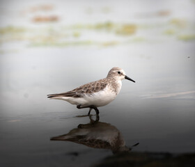 Sanderling