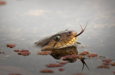 Checkered Keelback snake