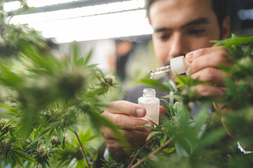 Researchers pouring hemp oil into a science glass tube, Chemist extracting cbd with rotavapor in...
