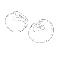 Line Art Persimmons. Vector Illustration on white Background.