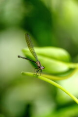 Damselfly on a leaf stem in the Intag Valley, outside of Apuela, Ecuador