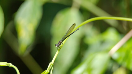 Damselfly on a leaf stem in the Intag Valley, outside of Apuela, Ecuador