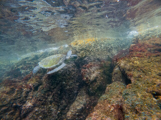 turtle in the ocean