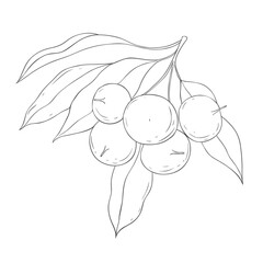 Line Art Chikoo Branch. Vector Illustration on white Background.