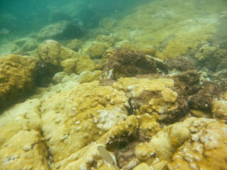 coral reef and fishes