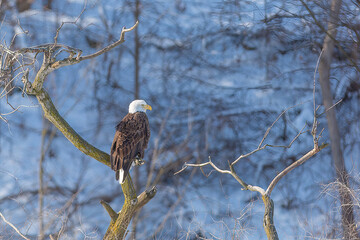 American Bald Eagle Perched In Tree after Winter Snow