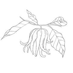Line Art Budda's Hand Fruit. Vector Illustration on white Background.