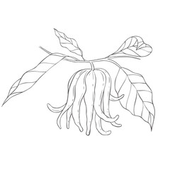 Line Art Budda's Hand Fruit. Vector Illustration on white Background.