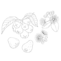 Line Art Rose Apple Branch and Blossom. Elements of Fruits and Flowers. Vector Illustration on white Background.