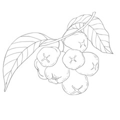 Line Art Rose Apple Branch. Vector Illustration on white Background.