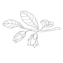 Line Art Lucuma Blossom Branch. Vector Illustration on white Background.