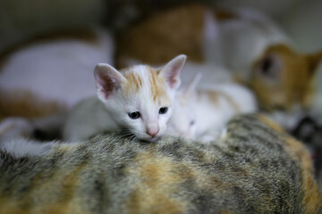 Fototapeta premium A Cute cat looking for something.