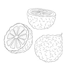 Line Art Bergamot Fruit. Vector Illustration on white Background. - obrazy, fototapety, plakaty
