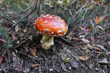 fly agaric mushroom