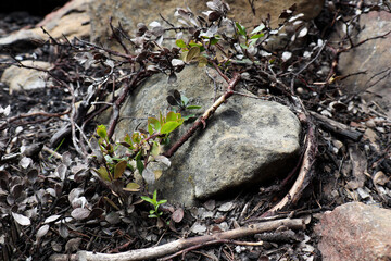 New growth after fire
