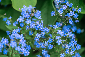 blue flowers forget-me-not flowers. spring, summer