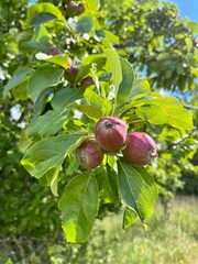 Fresh red apples on the tree branches with green leaves 