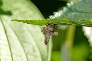 Bag worm on the bottom of a leaf in the Intag Valley, outside of Apuela, Ecuador