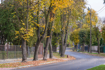 Quiet and peaceful street in the suburbs on an autumn sunny day. City.