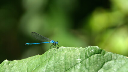 Blue damselfly on a leaf in the Intag Valley, outside of Apuela, Ecuador