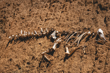 'Dinosaur fossil' made of cow bones between the soil in the ground under sunlight