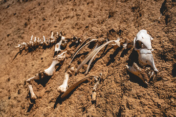 'Dinosaur fossil' made of cow bones between the soil in the ground under sunlight