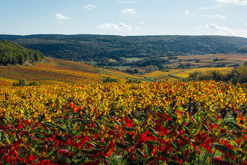 Un vignoble automnale en Bourgogne. La Côte-d'Or en automne. Des vignes dorées et jaunes sur des collines. Vignoble sur des collines et une forêt. paysage viticole
