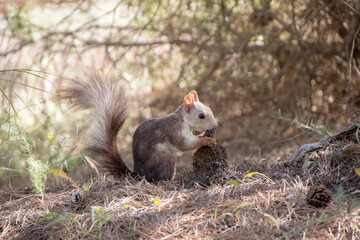 A squirrel eating roots