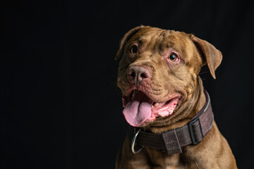 Portrait of a beautiful thoroughbred American Pit Bull Terrier in the studio, close-up.