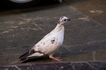 A dove with black spots standing on the floor