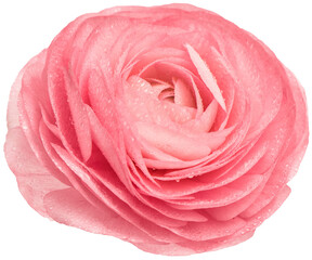 PNG Pink ranunculus isolated. Flower head with water drops