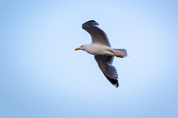 Very clean photos of birds, subtle and delicate, with neutral and cold colors