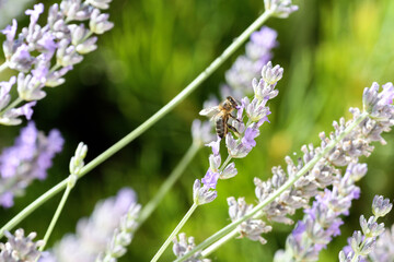 Bee on lavender flowers. Lavandula, Portugal © sanchacampos