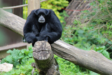 siamang in a zoo in lille (france)
