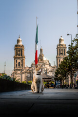 Gato parado en medio de la calle en el centro de la ciudad de México
