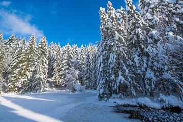 Le lac de Lispach sous la neige en hiver (La Bresse / Vosges)