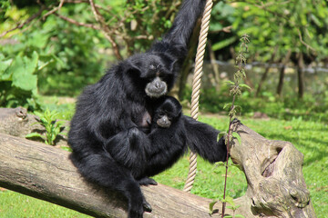 siamang in a zoo in lille (france)
