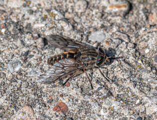 A Large Horsefly of Unknown Species