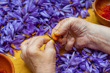 Manual processing of saffron, a cooking spice.