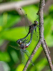 Beautiful Dragonflies Mating in the Wisconsin Northwoods