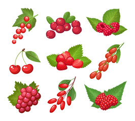 Set of vector berries isolated on white background
