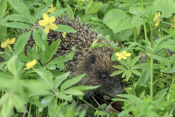little hedgehog in green grass