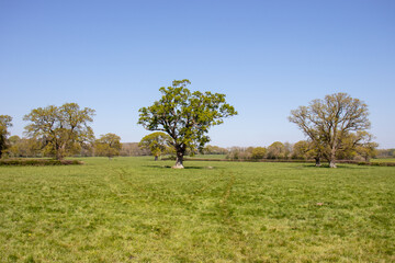 Old oak trees in the Springtime.