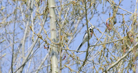White wagtail (Motacilla alba) - small popular passerine bird from European fileds, meadows and wetlands. Insectivorous bird in natural habitat, sitting on the tree close-up, close up